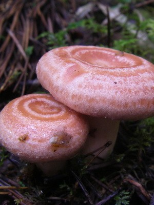 Photo and description of edible fungus mushrooms