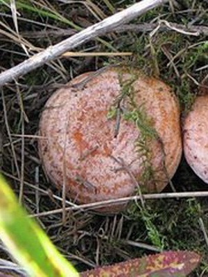 Photo and description of edible fungus mushrooms