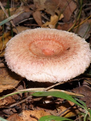 Photo and description of edible fungus mushrooms