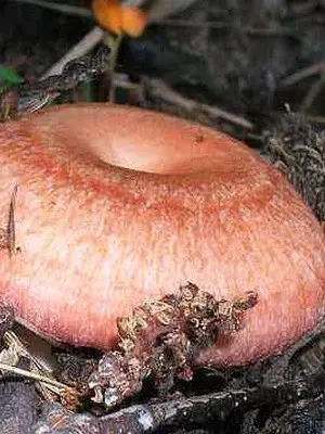 Photo and description of edible fungus mushrooms