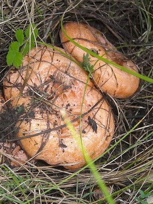 Photo and description of edible fungus mushrooms