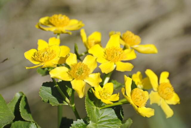 Photo and description of marsh marigold and other varieties