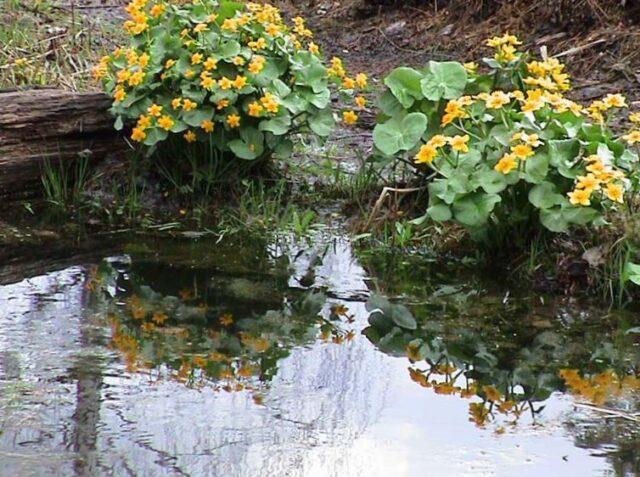 Photo and description of marsh marigold and other varieties