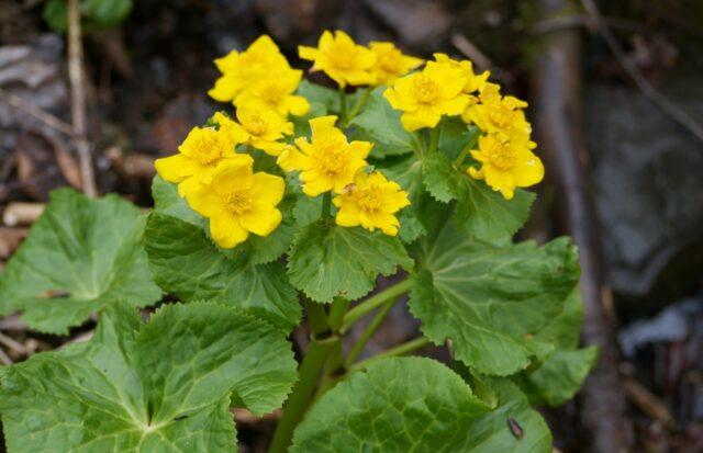 Photo and description of marsh marigold and other varieties