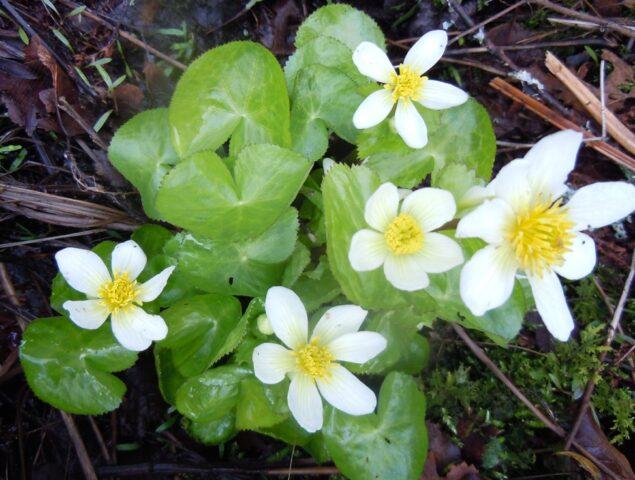 Photo and description of marsh marigold and other varieties