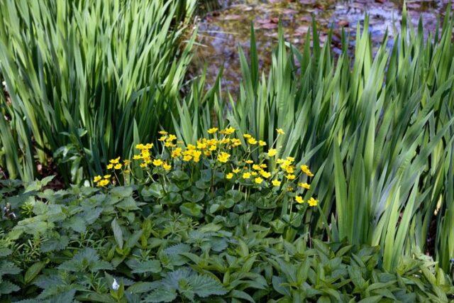 Photo and description of marsh marigold and other varieties