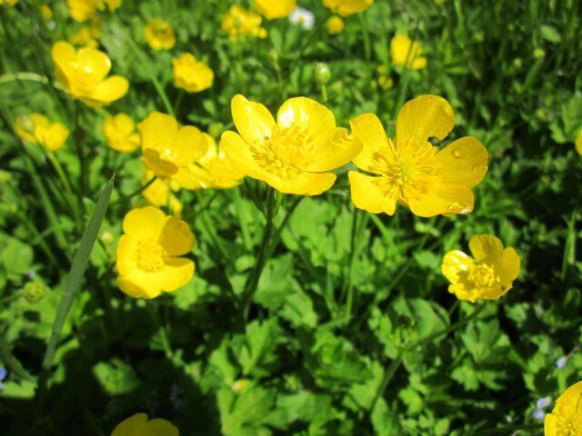 Photo and description of marsh marigold and other varieties