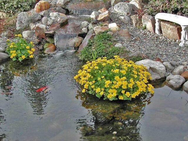 Photo and description of marsh marigold and other varieties