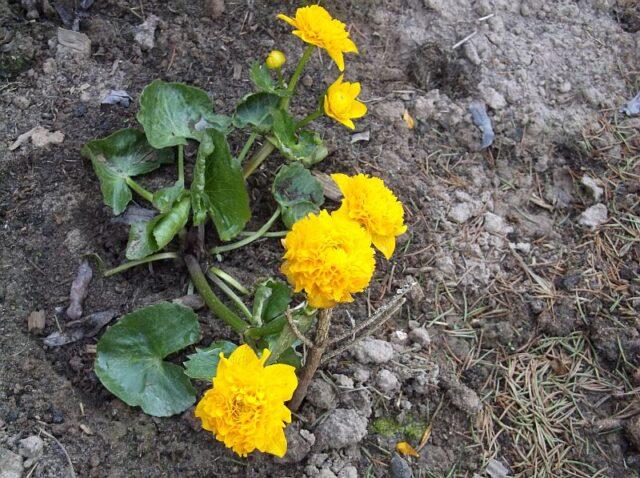 Photo and description of marsh marigold and other varieties