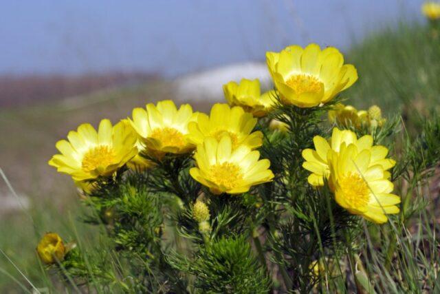 Photo and description of marsh marigold and other varieties