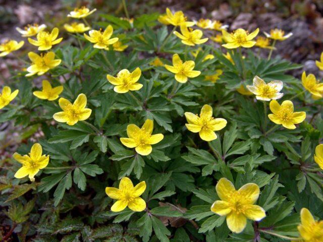 Photo and description of marsh marigold and other varieties