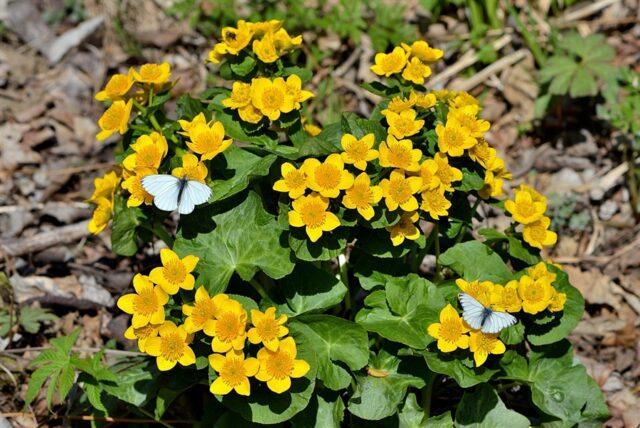 Photo and description of marsh marigold and other varieties