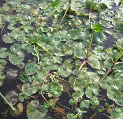 Photo and description of marsh marigold and other varieties