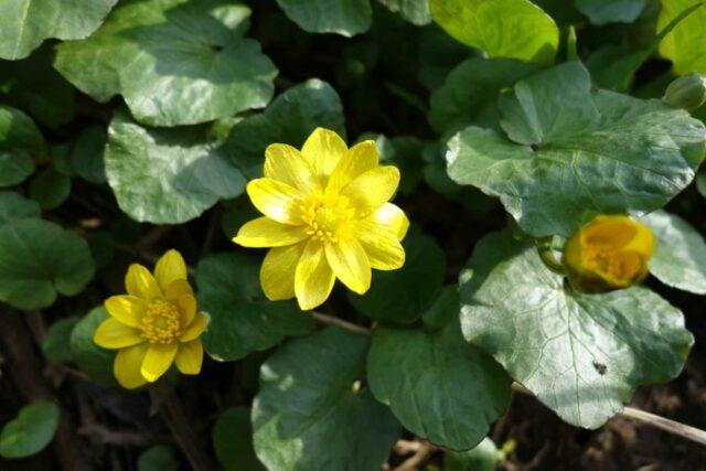 Photo and description of marsh marigold and other varieties