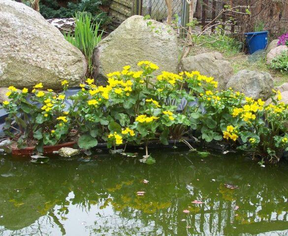 Photo and description of marsh marigold and other varieties