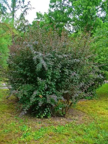 Photo and description of the common barberry (Berberis vulgaris)