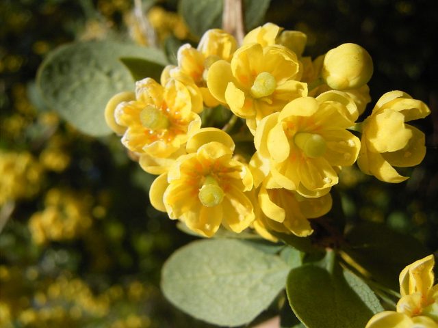 Photo and description of the common barberry (Berberis vulgaris)