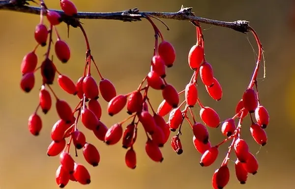 Photo and description of the common barberry (Berberis vulgaris)