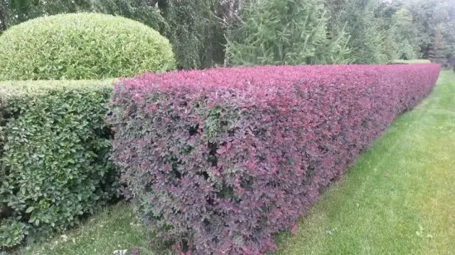 Photo and description of the common barberry (Berberis vulgaris)