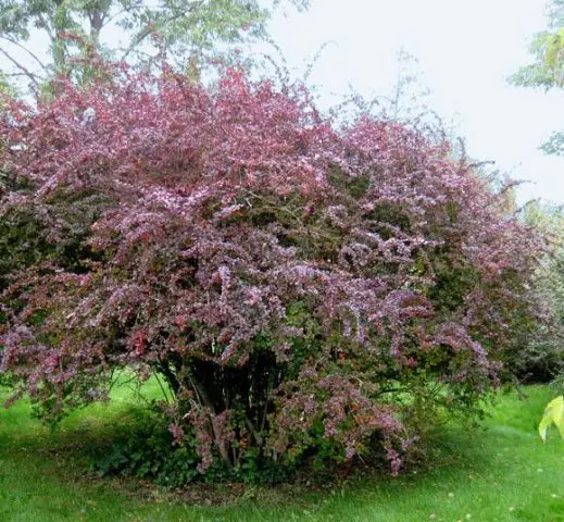 Photo and description of the common barberry (Berberis vulgaris)