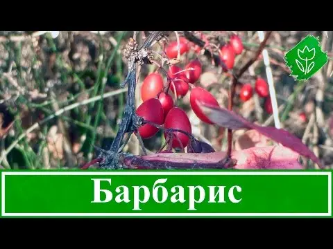 Photo and description of the common barberry (Berberis vulgaris)