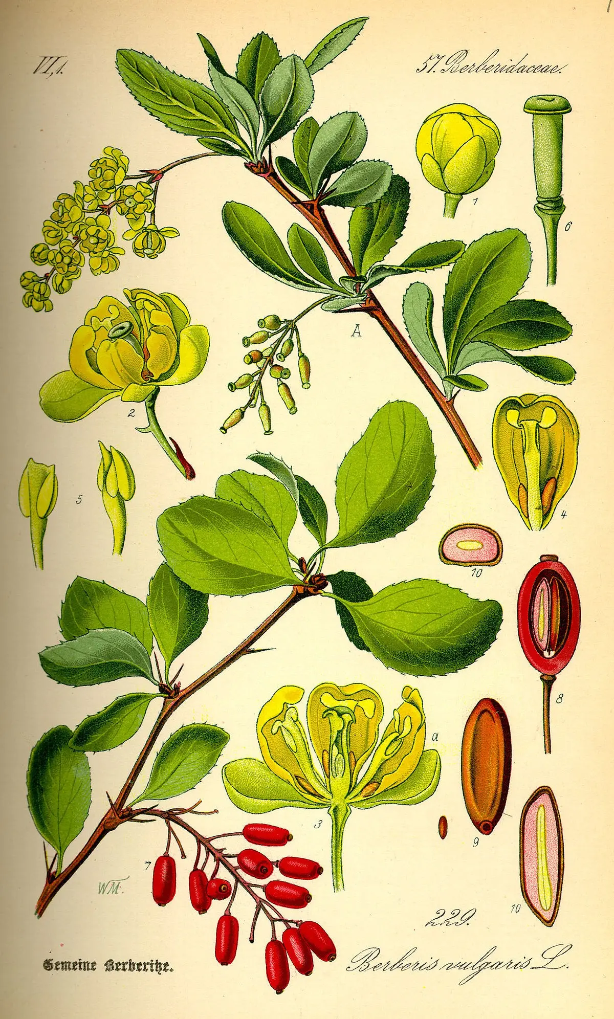 Photo and description of the common barberry (Berberis vulgaris)