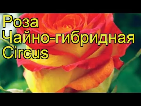 Photo and description of the tea-hybrid variety of roses Circus (Circus)