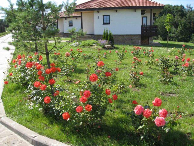 Photo and description of the tea-hybrid variety of roses Circus (Circus)