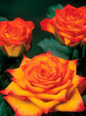 Photo and description of the tea-hybrid variety of roses Circus (Circus)