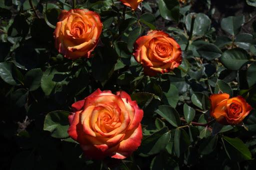 Photo and description of the tea-hybrid variety of roses Circus (Circus)