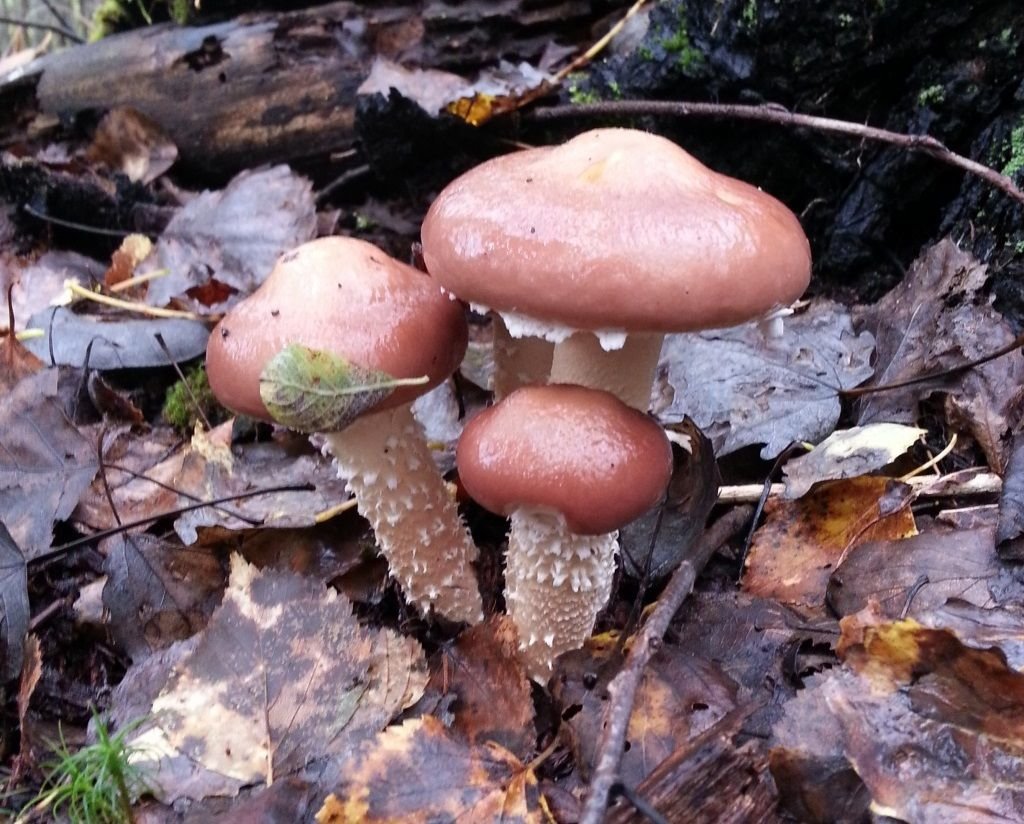 Photos of Stropharia Hornemannii in the woods