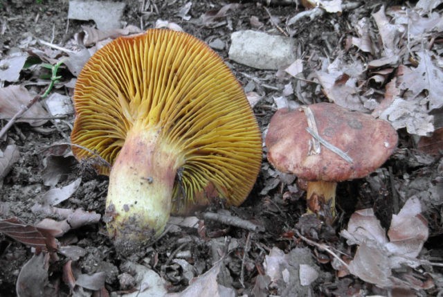 Phylloporus red-orange (Phyllopor red-yellow): photo and description