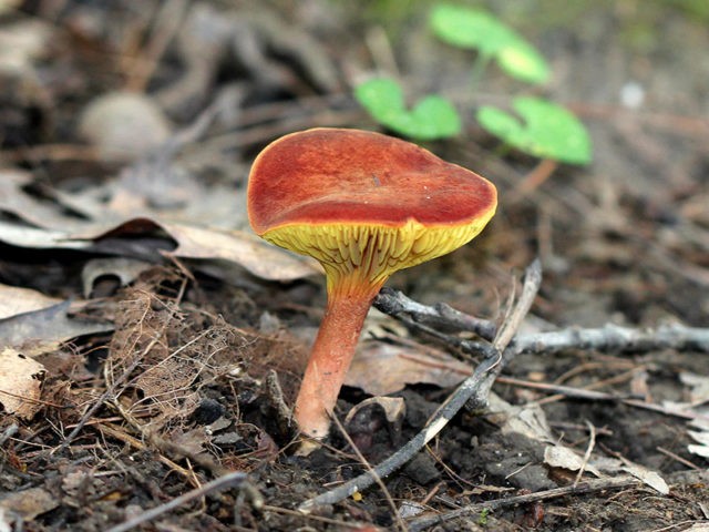 Phylloporus red-orange (Phyllopor red-yellow): photo and description