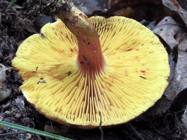 Phylloporus red-orange (Phyllopor red-yellow): photo and description