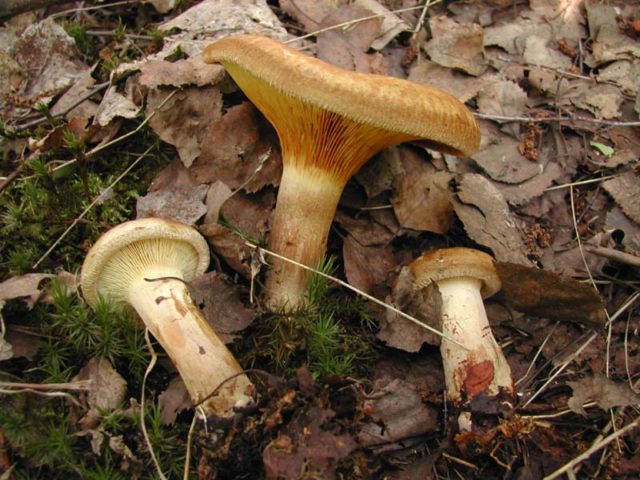 Phylloporus red-orange (Phyllopor red-yellow): photo and description