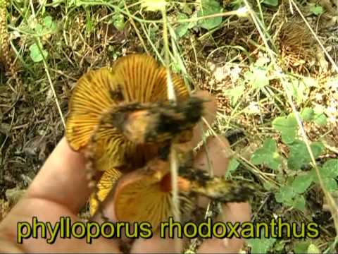 Phylloporus red-orange (Phyllopor red-yellow): photo and description