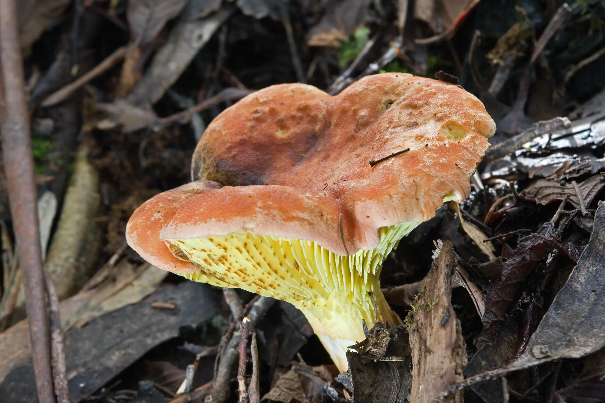 Phylloporus red-orange (Phylloporus rhodoxanthus) photo and description