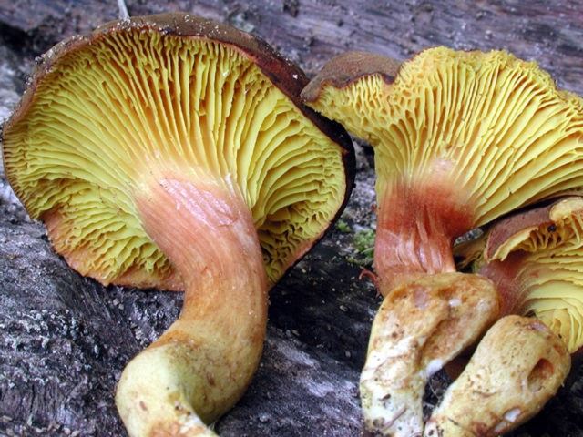 Phylloporus rose gold: photo and description