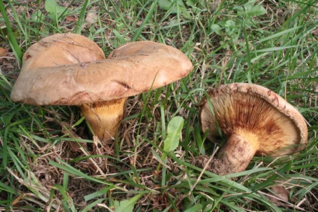 Phylloporus rose gold: photo and description