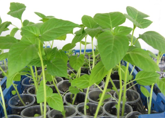 Physalis at home