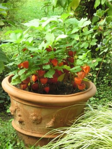 Physalis at home