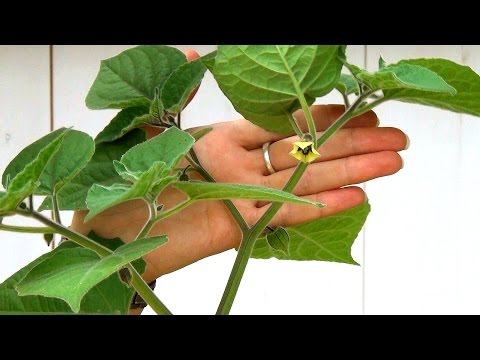 Physalis at home