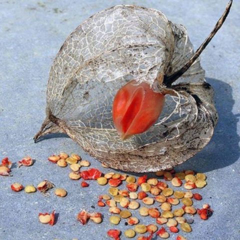 Physalis berry