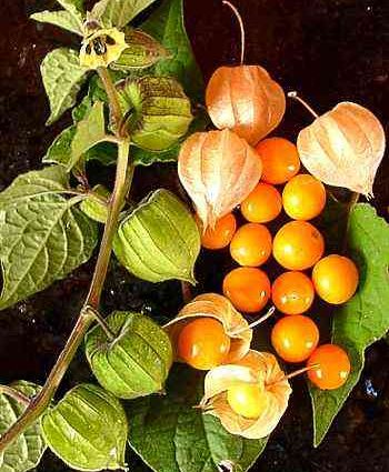 Physalis berry