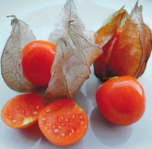 Physalis berry