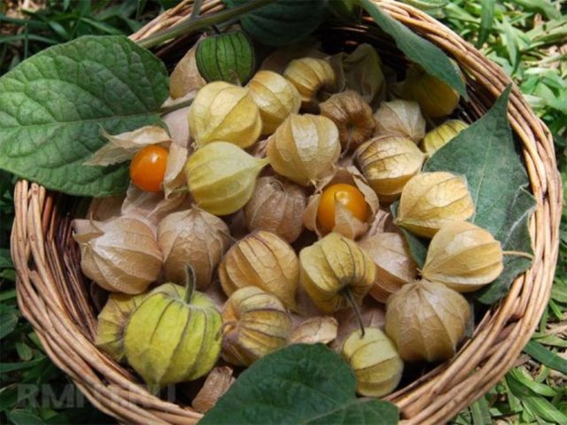 Physalis berry