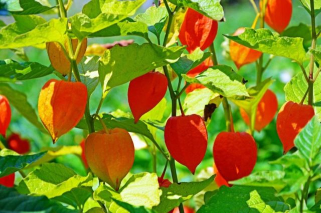 Physalis decorative: photo and description