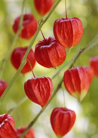 Physalis decorative: photo and description