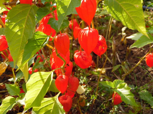 Physalis decorative: photo and description