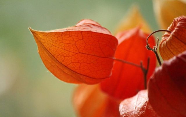 Physalis decorative: photo and description